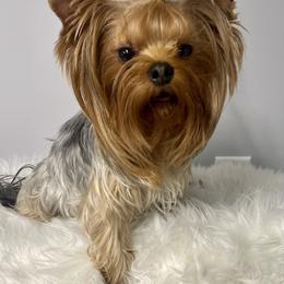 Angel - Yorkshire Terrier