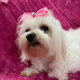 Maggie - Maltese
