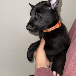 Orange Collar - Black male Belgian Malinois puppy in Phoenix, Arizona from Sun Valley Malinois