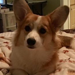 Pembroke Welsh Corgis from Midgard Pembroke Welsh Corgis