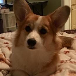 Pembroke Welsh Corgis from Midgard Pembroke Welsh Corgis