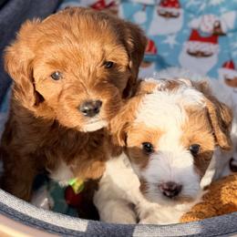 Cavapoo Puppies from Patriot Pups Cavapoos