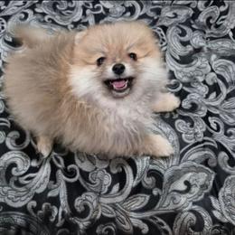 Sable boy - Orange sable male Pomeranian puppy in Texas from Ruby's Poms
