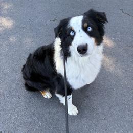 Scout - Black tri-color male Australian Shepherd puppy in Cotati, California from Tried and True Aussies