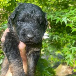 Cookie Dough - Bi-color male German Shepherd puppy in Oakland, Oregon from VHM German Shepherds