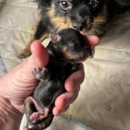 1st born - Tri-colored male Pomeranian puppy in Zavalla, Texas from Precious Puff Poms