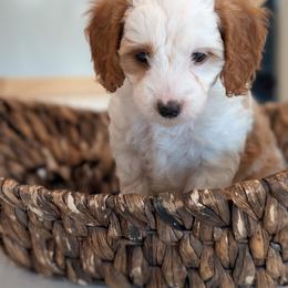 Daisy - Blenheim female Cavapoo puppy in Mapleton, Illinois from Gardner Lane Puppies