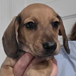Maevis's red or cream smooth boy - Red male Dachshund puppy in Declo, Idaho from Dozendachs
