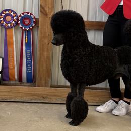 Poodles from Beyond the Standard