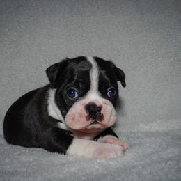 Boston Terrier Puppies from Boston's Boston Terriers AKC