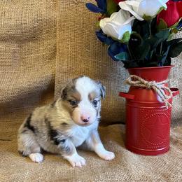 Leia - Blue merle female Miniature American Shepherd puppy in Kalama, Washington from Lone Pine Miniature American Shepherds