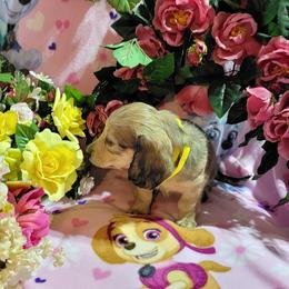Dachshund Puppies from CLARK'S BREEDING PROGRAM