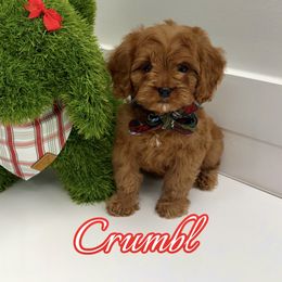 Crumbl - Red male Cavapoo puppy in Buford, Georgia from Petite Posh Puppies