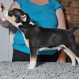Rat Terrier Puppies from Angela Smith