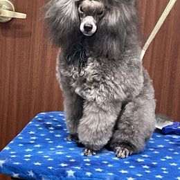 Poodle Puppies from Makays poodles