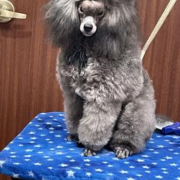 Poodle Puppies from Makays poodles