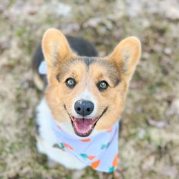 Thesie - Pembroke Welsh Corgi