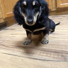 Milo - Black and cream male Dachshund puppy in Delta, Colorado from Weinderful Dachshunds