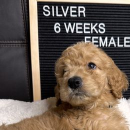 Silver collar - Caramel Labradoodle puppy in Visalia, California from Junebug’s Labradoodles