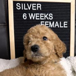 Silver collar - Caramel Labradoodle puppy in Visalia, California from Junebug’s Labradoodles