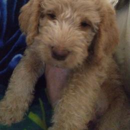 Labradoodle Puppies from Hills labradoodles