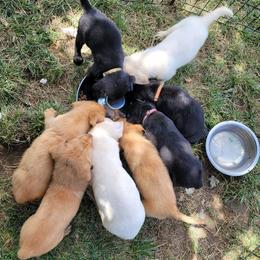 Labrador Retriever Puppies from Blackwoods Labradors