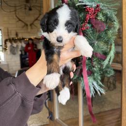 Clarice - Tri-color female Bernedoodle puppy in Yuba City, California from Ranch House Doodles