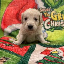 Lou Lou Who: Red Collar - Light golden male Golden Retriever puppy in Monterey, Tennessee from Lawson’s Green Acres Goldens and Mini Dachshunds