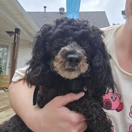 Leonard - Black male Poodle puppy in Arkansas from Brew House