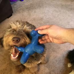 Aussiedoodle, Bernedoodle, and Poodle All Grown Up from Clemleth Aussiedoodles