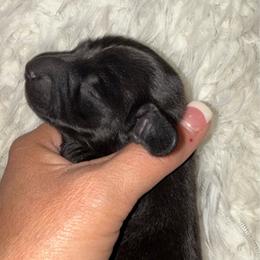Little Man - Black male Dachshund puppy in Rutherfordton, North Carolina from Mountain Farm Dachshunds