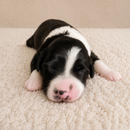 Pup 1 - Black and white male Aussiedoodle puppy in Yucaipa, California from Amazing Aussiedoodle and Double Doodles