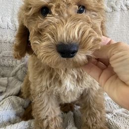 Goldendoodle puppies from What’s Up Doodles