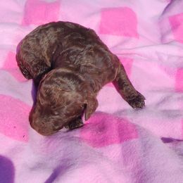 Poodle Puppies from C&K's Poodle Patch