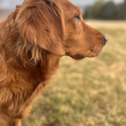 Golden Retriever puppies from Hosmer's Golden Retrievers