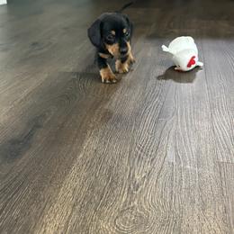 Dachshund Puppies from Johnson’s Weiner Farm