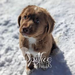 Snow - Red male Nova Scotia Duck Tolling Retriever puppy in Johnston County, North Carolina from Spitfire Tollers