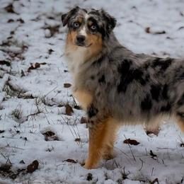 Australian Shepherds from Lil’ Town Aussies