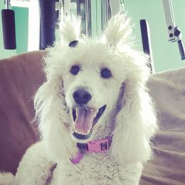Reina - Poodle