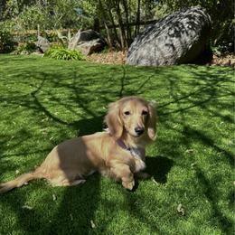 Wren - Dachshund