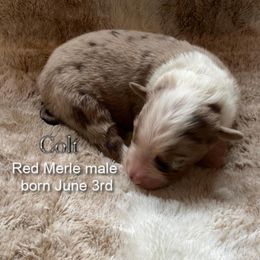 Colt - Red merle male Australian Shepherd puppy in Bethany, Connecticut from Wynter Thyme Manor Australian shepherds