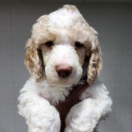 Queso - Parti male Poodle puppy in Dover, Delaware from Dogtastic Poodles