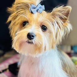 Biewer Terrier and Russian Salon Dog Puppies from Petit Bijou