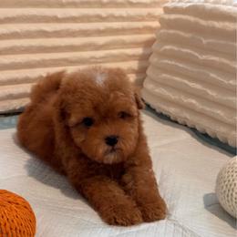 Boy 1 - Red male Maltipoo puppy in Bakersfield, California from Silvia's Maltipoos