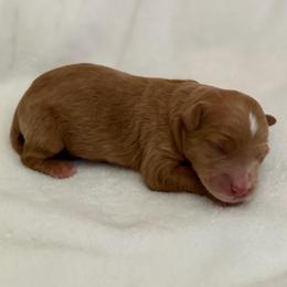 Boy 3 - Red male Bernedoodle puppy in Toledo, Ohio from Avery Doodle Day LLC