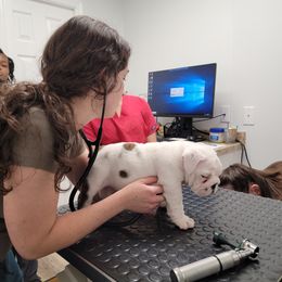 Bulldog Puppies from SureFire Bulldogs