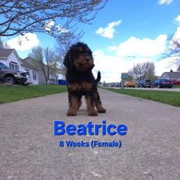 Beatrice - Black female Labradoodle puppy in Genoa City, Wisconsin from Sakura Pups