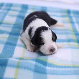 Cheers - Black tri-color female Australian Shepherd puppy in Lakewood, California from Cloud Nine Kennel
