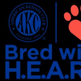 Miniature Schnauzer Puppies from PartiLife Miniature Schnauzers