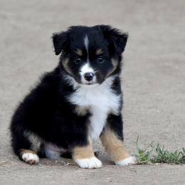 Boy 6 - male Toy Australian Shepherd puppy in Wichita Falls, Texas from Shooting Stars Ranch Toy and Mini Aussies